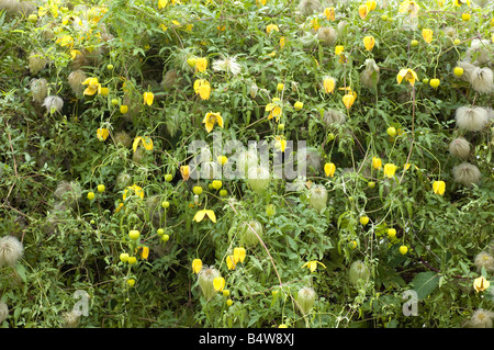 Clematis tangutica 'Bill MacKenzie' showing flowers and silky seedheads Stock Photo