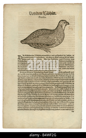 zoology / animals, textbooks, 'Historia animalium', by Conrad Gessner, Zurich, Switzerland, 1551 - 1558, grey partridge (Perdix perdix), woodcut, Stock Photo
