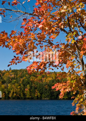 Maple Leaves New Brunswick Stock Photo - Alamy