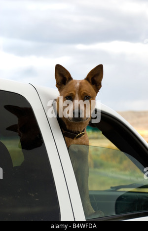 Australian Cattle Dog in a car. Stock Photo