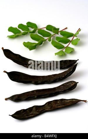 Carob beans Ceratonia siliqua Stock Photo