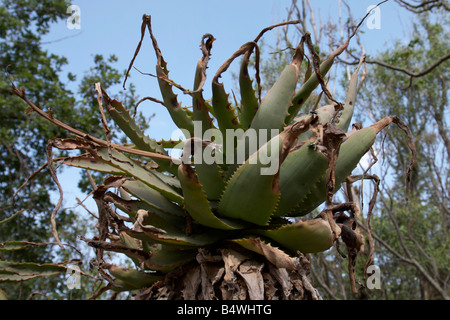 Aloe ferox (bitter aloe) growing in a garden in South Africa Stock Photo