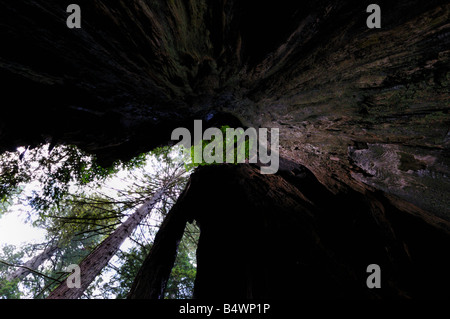 View from the inside of a hollow redwood trunk. Stock Photo