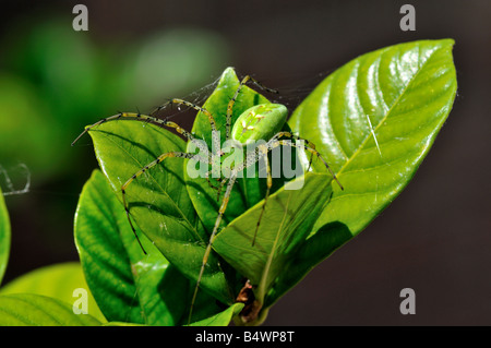 Closeup of a Green Lynx Spider (Peucetia viridans) Stock Photo