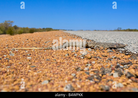 A Sand Goanna (Varanus gouldii) (aka Gould's Goanna & Gould's Monitor) on the side of the road in the Kalbarri National Park. Stock Photo