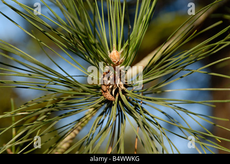 Pine needle star: End of bough of Scots Pine with tiny cones against a blue sky, Nonsuch Park, Cheam, England Stock Photo