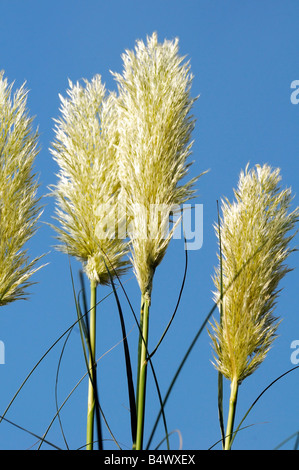 Cortaderia selloana (pampas grass) Stock Photo