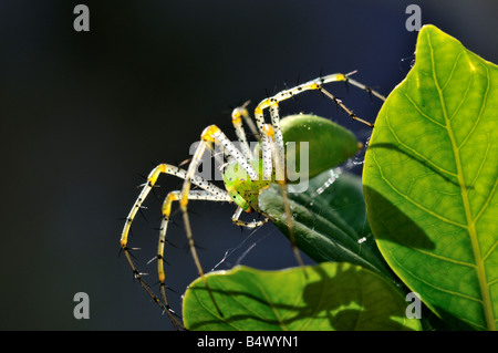 Closeup of a Green Lynx Spider (Peucetia viridans) Stock Photo