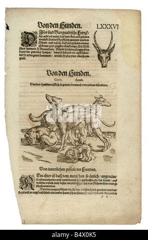 zoology / animals, textbooks, 'Historia animalium', by Conrad Gessner, Zurich, Switzerland, 1551 - 1558, above: brocket deer, head, below: dogs, woodcut, Stock Photo