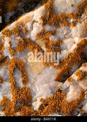 Orange lichens growing on a milky quartz, a white rock found on a cliff side in Gananoque, Ontario Stock Photo