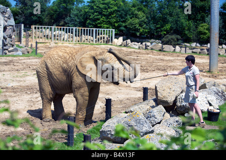 A handler training a young Elephant at Colchester Zoo Stock Photo