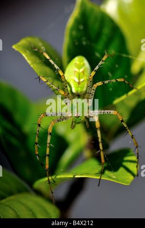 Closeup of a Green Lynx Spider (Peucetia viridans) Stock Photo