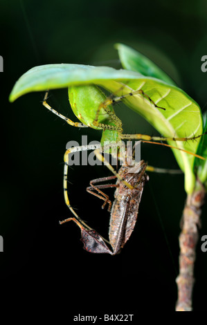 A green lynx spider (Peucetia viridans) prey on a bug. Stock Photo