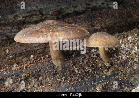 Velvet Shield Mushroom (Pluteus umbrosus) in British Woodland Stock ...