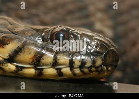 A close up shot of a Northern Water Snake taken with a macro lens Scientific Name Nerodia Sipedon Stock Photo