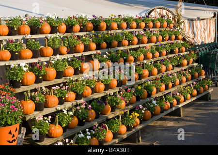 Pumpkins on Display at an Outdoor Market Stock Photo