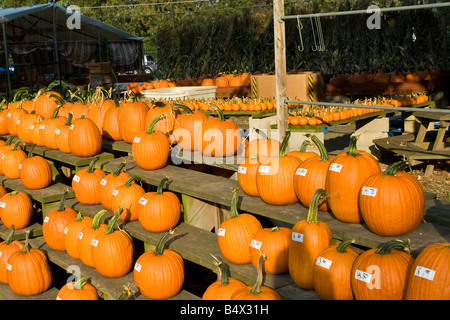 Halloween Pumpkin Stands at Autumn Festival Stock Photo