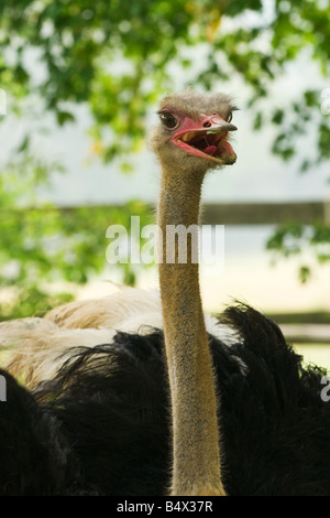 A colour portrait photograph of an ostrich (001) Stock Photo