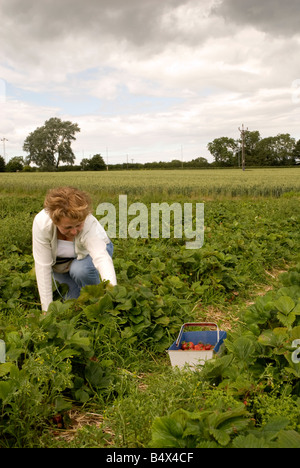 Farm field with strawberries, woman picking berries with a basket Stock ...