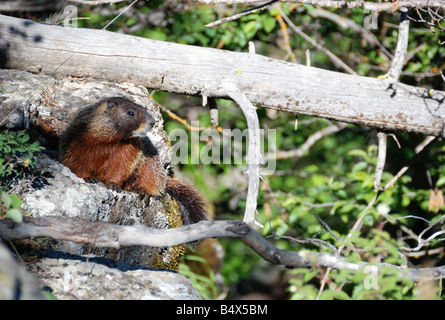 Yellow-bellied marmot (Marmota flaviventris), also known as the rock chuck, rests on sunlit rocks. Stock Photo