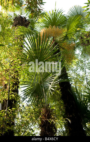 exotic palm plants in tropical garden, gardone, lake garda, italy Stock Photo