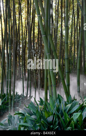 bamboo and spray mist, tropical garden, gardone, lake garda, italy Stock Photo