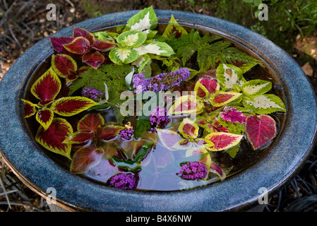 bowl of exotic leaves, tropical garden, gardone, lake garda, italy Stock Photo