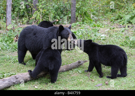 Black Bear Ursus americanus mother greeting her four small cubs in a clearing in a forest Stock Photo
