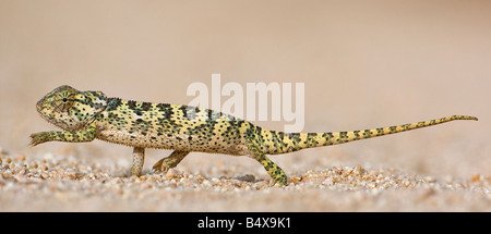 Side view of chameleon walking Stock Photo