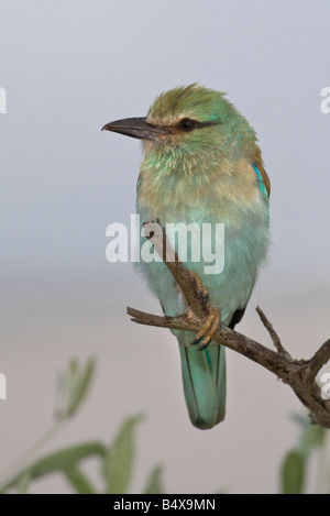 Small bird perched on branch Stock Photo