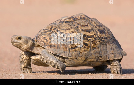Tortoise walking in sand Stock Photo