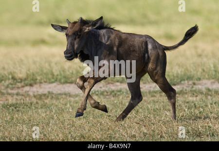 Wildebeest running in grass Stock Photo