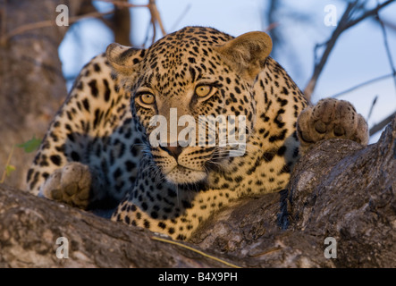 Leopard resting in tree Stock Photo