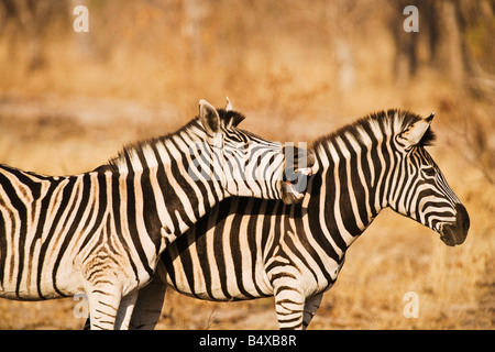 Two zebras standing in grass Stock Photo