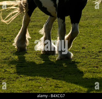 A horse in a field. Stock Photo