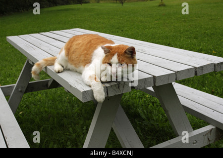 Cat ginger and white lying on a picnic table Stock Photo