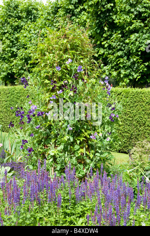 Sandrinham, Norfolk, England. Sweet peas lathyrus and delphiniums in the formal gardens at Sandringham House Stock Photo