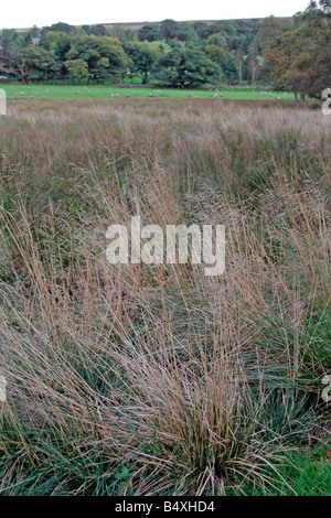 A STAND OF DESCHAMPSIA CESPITOSA TUSSOCK GRASS OR HASSOCKS AND JUNCUS EFFUSUS SOFT RUSH IN A MARSHY AREA Stock Photo