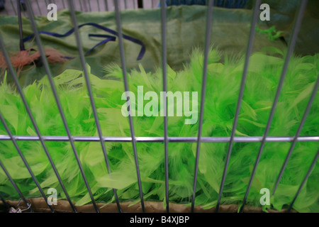 green feather bower in cage at cat show Stock Photo