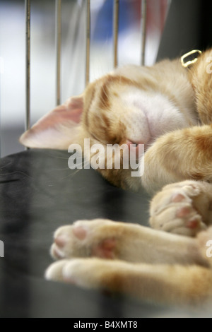 cute tired cat sleeping in cage at cat show in rome Stock Photo