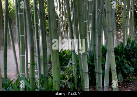 bamboo and spray mist, tropical garden, gardone, lake garda, italy Stock Photo