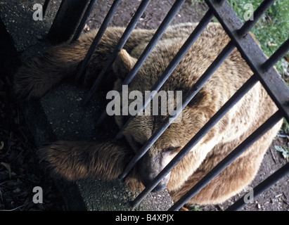 Brown bear in zoo Stock Photo