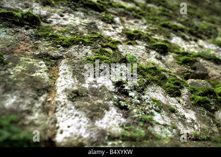 Moss formed on pavement, full frame Stock Photo