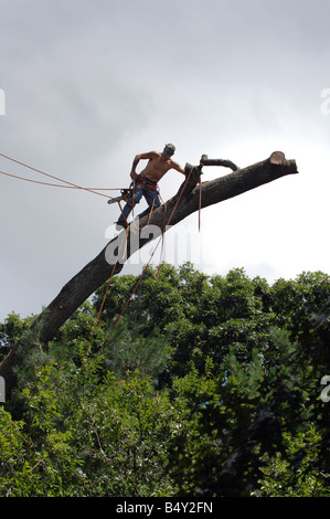 8 9 08 Tree surgeon takes down huge oak tree Stock Photo