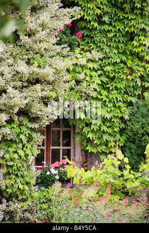 House surrounded by plants and creepers Stock Photo