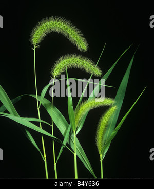 Giant foxtail Setaria faberi flower spikes of grass weed Stock Photo