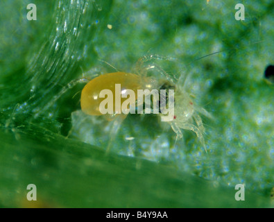 Predatory mite Phytoseiulus persimilis attacking two spotted spider mite prey Stock Photo