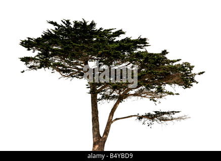 Big tree isolated on white background Stock Photo