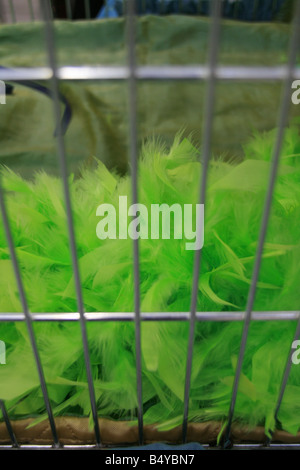 green feather bower in cage at cat show Stock Photo