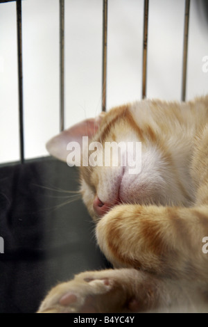 cute tired cat sleeping in cage at cat show in rome Stock Photo